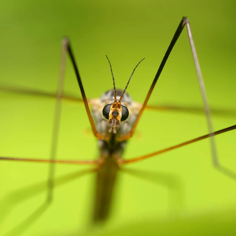 Sony FE 100mm F2.8 Makro GM OSS