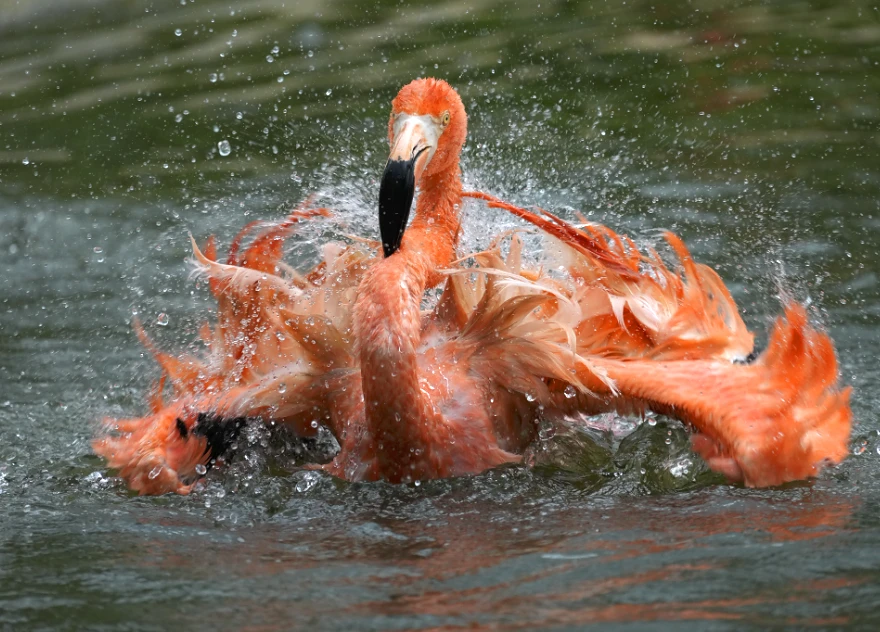 sony 400-800