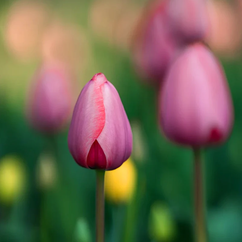  7Artisans AF 135mm F1.8 Sony E
