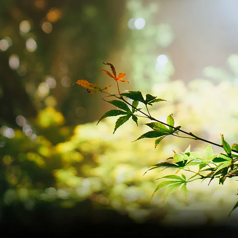 Brightin Star MF 35mm F1.4