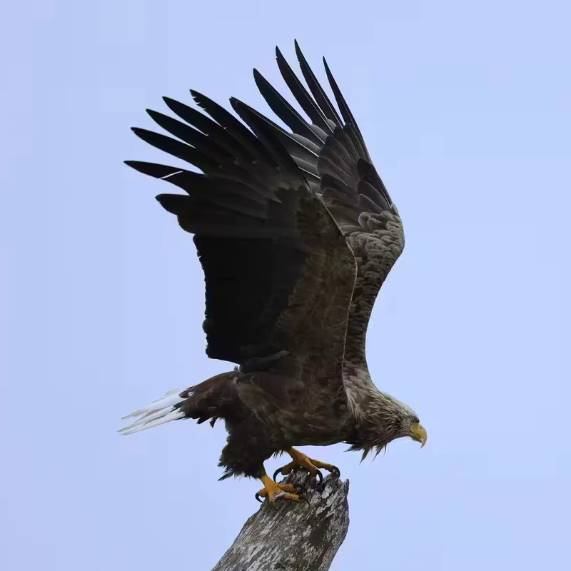 canon rf 100-400
