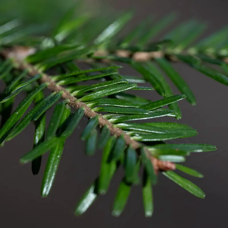 Leica APO-Macro-Elmarit-SL 100mm f/2.8