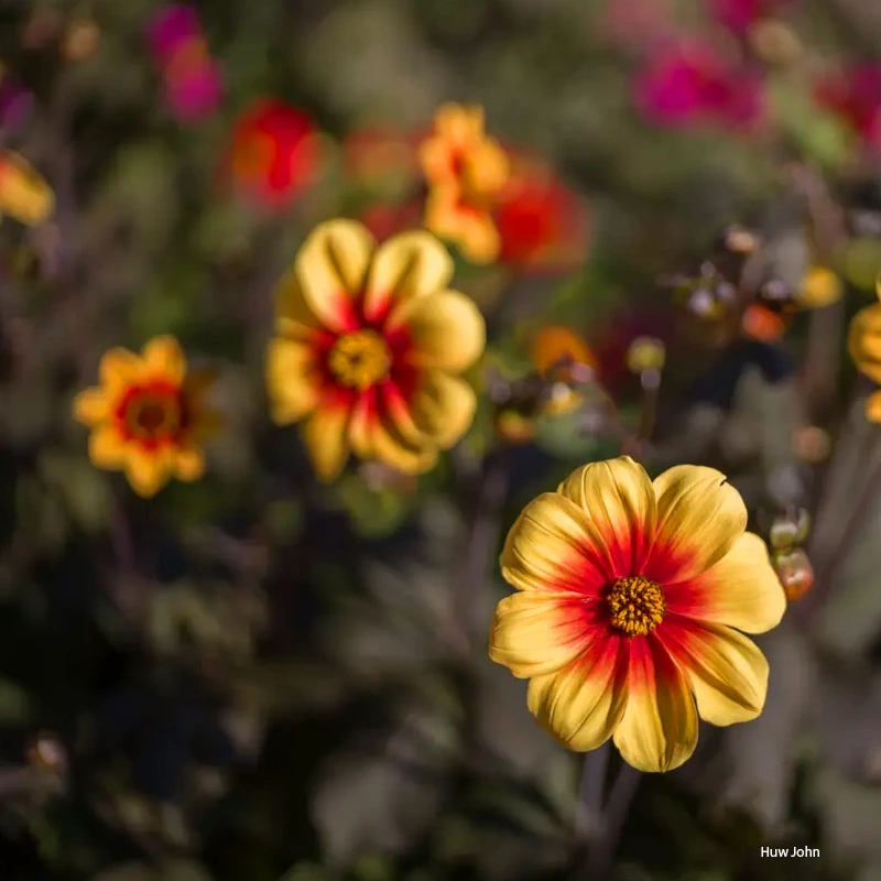 Leica Noctilux-M 35 f/1.2 ASPH.