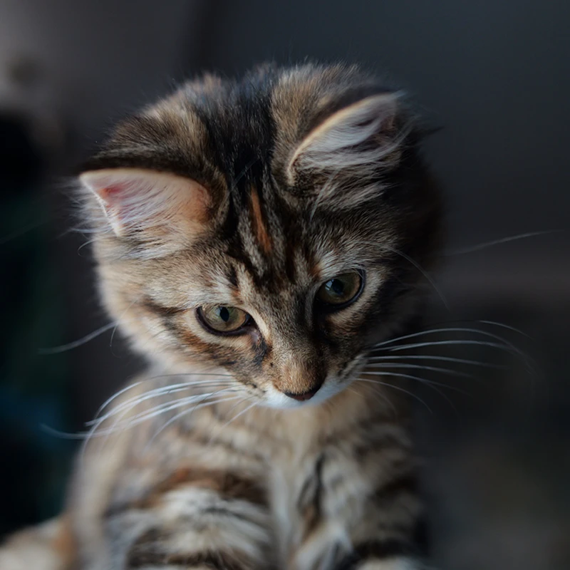 Panasonic LUMIX S 40mm f/2