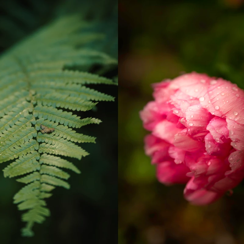 Samyang AF 60-180mm F2.8 FE