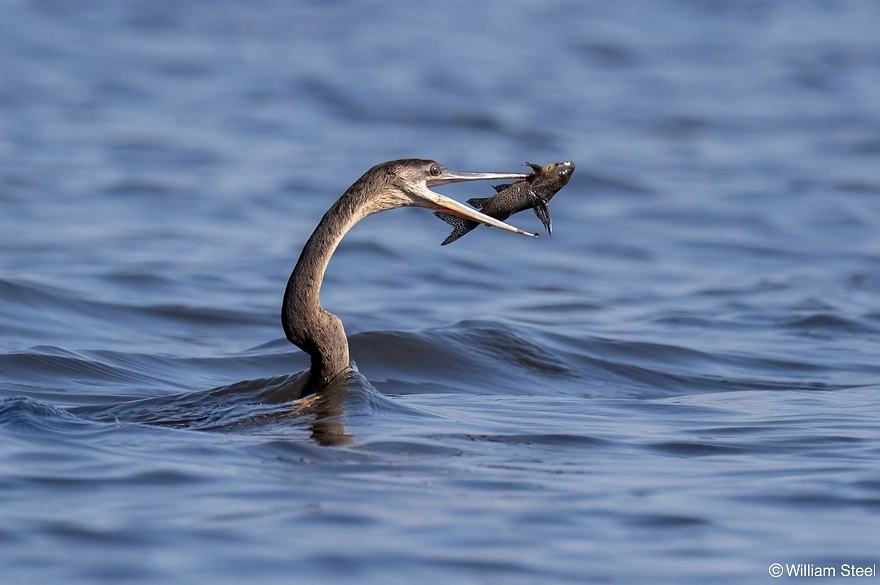 Sigma 100-400mm f/5-6.3 DG DN Contemporary