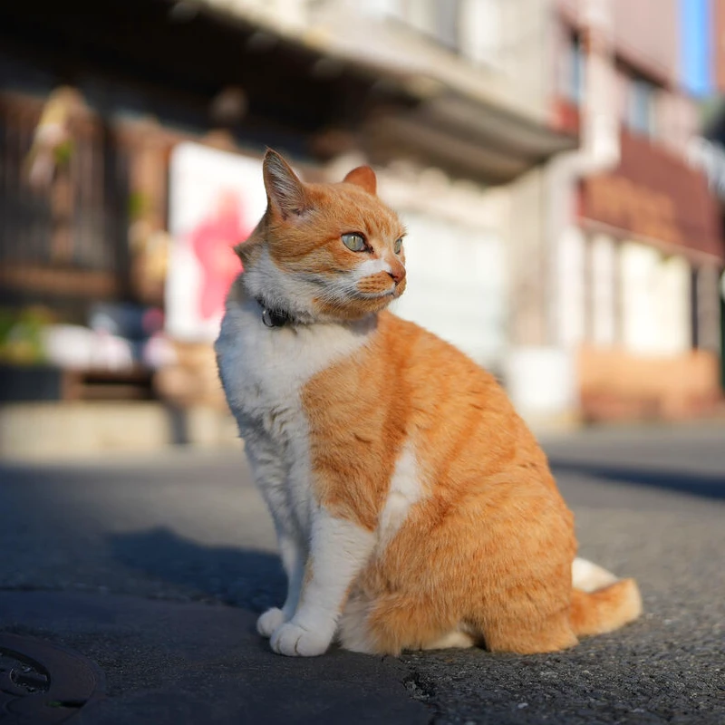 Sigma 35mm F1.4 DG II Art