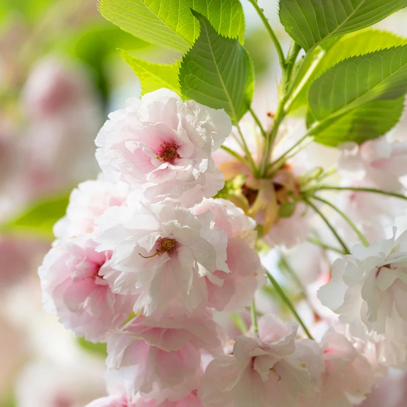 Tamron 25-200mm F2,8-5,6 Di III VXD G2