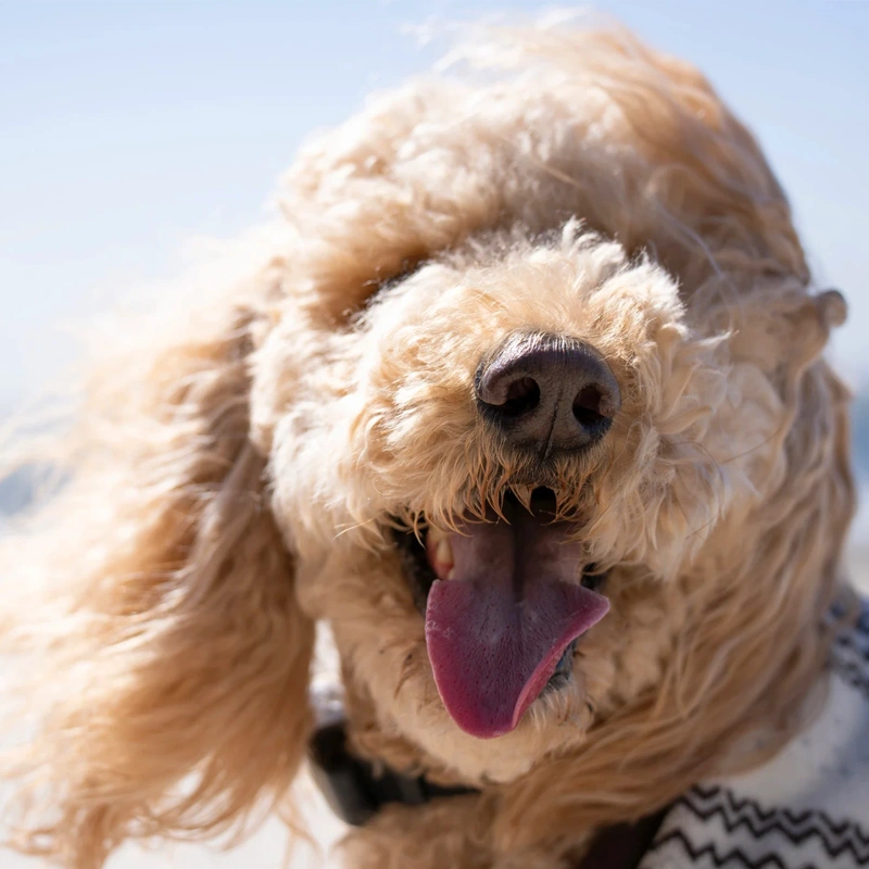 Tamron 50-300mm F/4.5-6.3 Di III VC VXD 