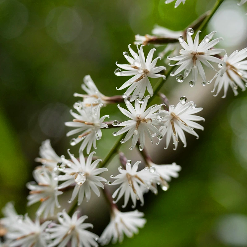 Tamron 50-300mm F/4.5-6.3 Di III VC VXD 