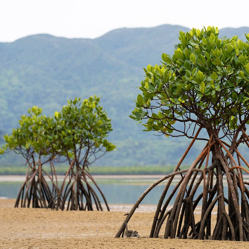 Tamron 50-300mm F/4.5-6.3 Di III VC VXD 