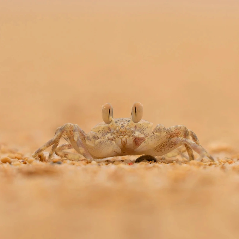 Tamron 50-300mm F/4.5-6.3 Di III VC VXD 