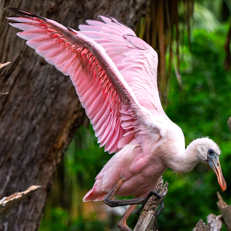 Tamron 50-300mm F/4.5-6.3 Di III VC VXD Sony FE