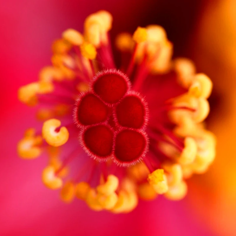 Tamron 90mm f/2.8 Di III VXD