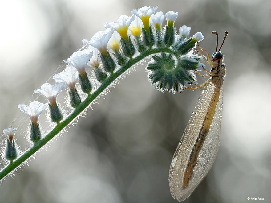 Fujinon XF 80mm F2.8 OIS WR Macro