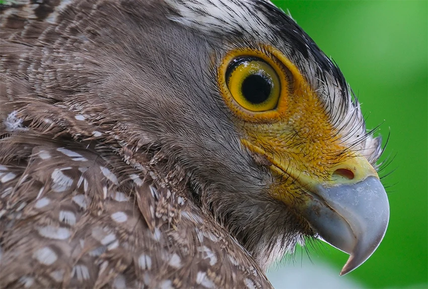 fuji 150-600mm zoom detail fotografia zvierat z dialky, nature photography, animal close up