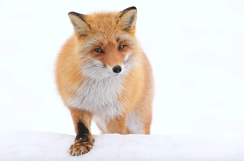 new fujifilm 150-600mm fotografia divej zvery v snehu z dialky, wildlife winter photgraphy, zoomed fox