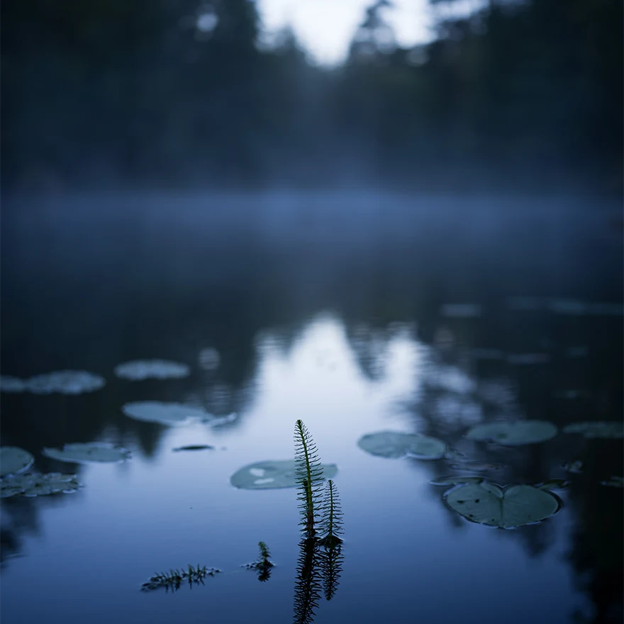 Tto perspektva v kombincii s jemnm bokeh efektom z vekej clony f/2,5 rob z tohto objektvu vynikajcu vobu pre portrty na cel alebo polovin dku a idelny na snmanie dokumentrnych filmov, zti alebo kadodennej fotografie.