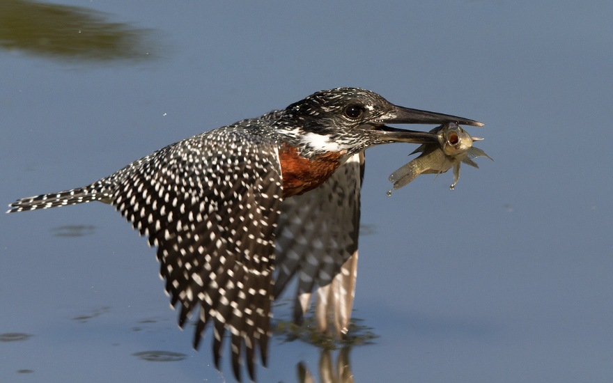 Sigma 300 800mm F5 6 Ex Dg Apo Hsm Pre Canon Objektiv 4 Roky Zaruka Sigma Objektivy Foto Video Shop