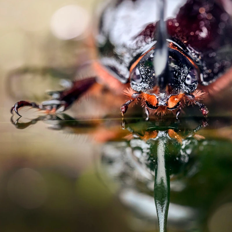 Tilt Shift Laowa 100mm Macro Laowa 100 Mm Tilt-Shift 1× Macro